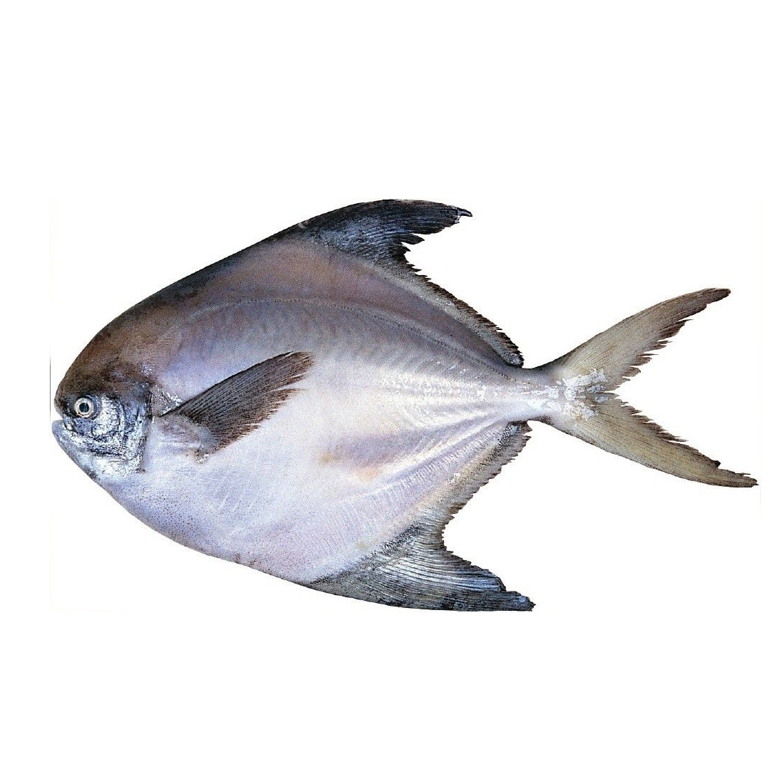 平魚(yú)